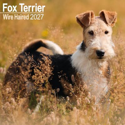 Fox Terrier Wire Haired 2027 Calendar