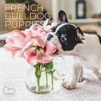 French Bulldog Puppies 2026 Calendar