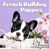 French Bulldog Puppies 2026 Wall Calendar