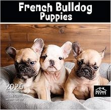 French Bulldog Puppies 2026 Wall Calendar