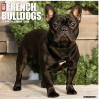 French Bulldogs 2026 Calendar