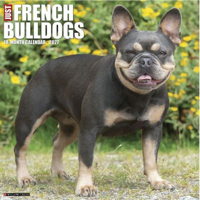 Just French Bulldogs 2027 Wall Calendar