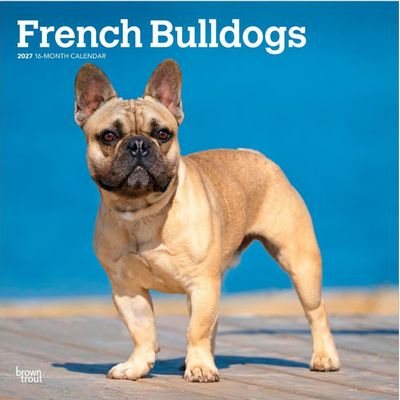 French Bulldogs 2027 Wall Calendar