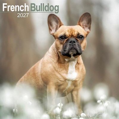 French Bulldog 2027 Wall Calendar