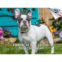 French Bulldogs 2026 Wall Calendar