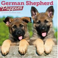 German Shepherd Puppies 2026 Calendar
