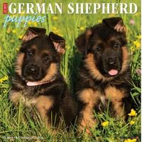 German Shepherd Puppies 2026 Calendar