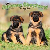 German Shepherd Puppies 2026 Calendar