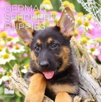 German Shepherd Puppies 2026 Calendar