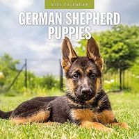 German Shepherd Puppies 2026 Calendar
