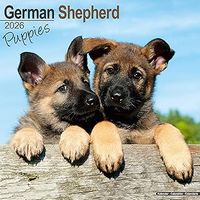 German Shepherd Puppies 2026 Calendar