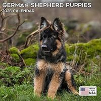 German Shepherd Puppies 2026 Calendar