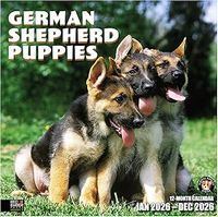 German Shepherd Puppies 2026 Calendar