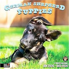 German Shepherd Puppies 2026 Calendar