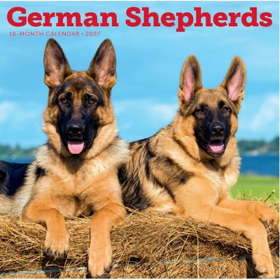 German Shepherds 2027 Calendar
