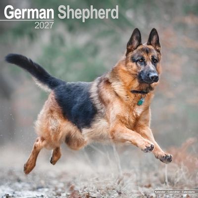 German Shepherds 2027 Wall Calendar