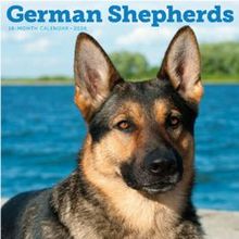 German Shepherds 2026 Calendar