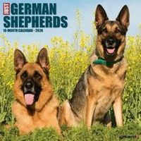 German Shepherds 2026 Calendar