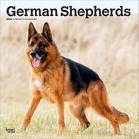German Shepherds 2026 Calendar