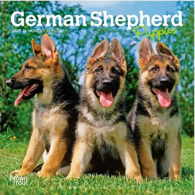 German Shepherd Puppies 2027 Mini Wall Calendar