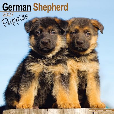 German Shepherd Puppies 2027 Wall Calendar