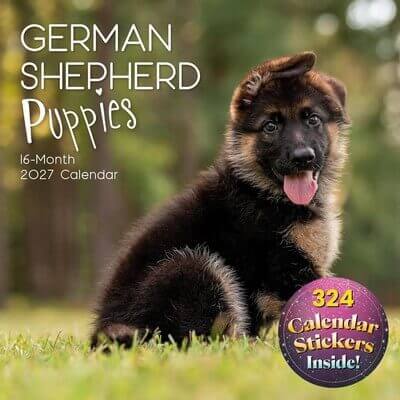 German Shepherd Puppies 2027 Wall Calendar