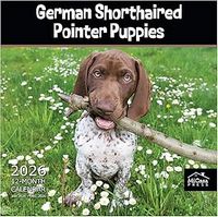 2026 German Shorthaired Pointers Calendar