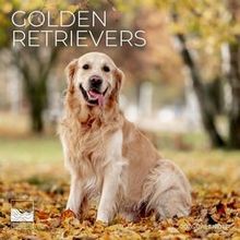 Golden Retriever Calendar