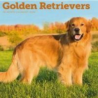 Golden Retrievers 2026 Calendar