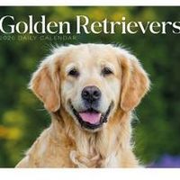 Golden Retrievers 2026 Desk calendar