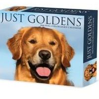 Just Goldens 2026 Desk Calendar