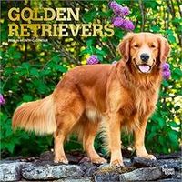 Golden Retrievers 2026 Wall Calendar