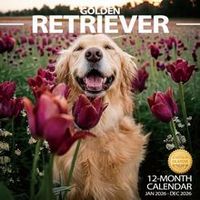 Golden Retrievers 2026 Wall Calendar