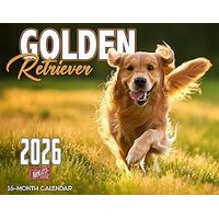 Golden Retrievers 2026 Wall Calendar
