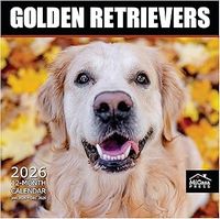 Golden Retrievers 2026 Wall Calendar