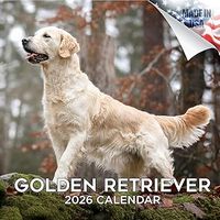Golden Retrievers 2026 Wall Calendar