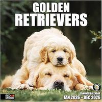 Golden Retrievers 2026 Wall Calendar