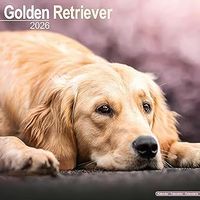Golden Retrievers 2026 Calendar