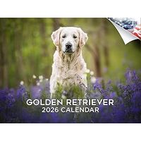 Golden Retrievers 2026 Wall Calendar