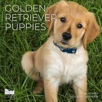 Golden Retriever Puppy Calendar