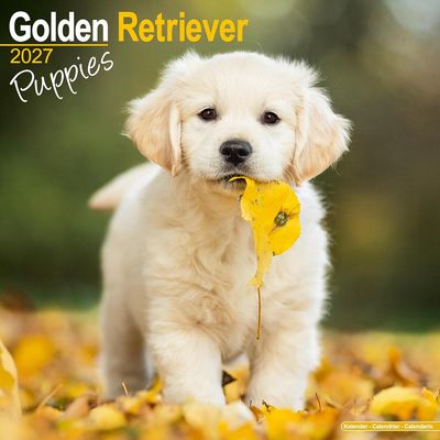 Golden Retriever Puppies 2027 Calendar