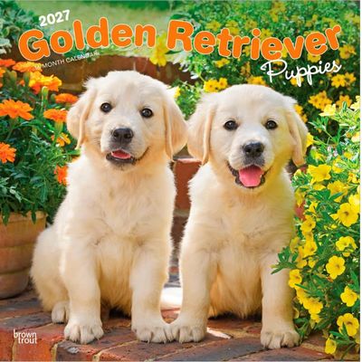 Golden Retriever Puppies 2027 Wall Calendar