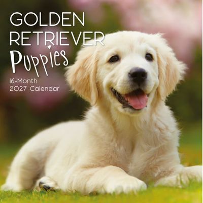 Golden Retriever Puppies 2027 Wall Calendar