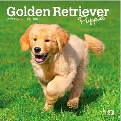 Golden Retriever Puppies 2027 Mini Wall Calendar