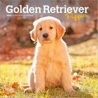 Golden Retriever Puppies 2026 Calendar