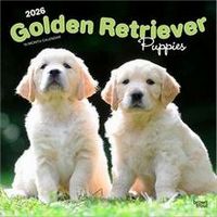 Golden Retriever Puppies 2026 Calendar