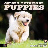 Golden Retriever Puppies 2026 Calendar