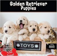 Golden Retriever Puppies 2026 Calendar