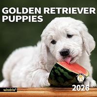 Golden Retriever Puppies 2026 Calendar