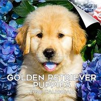 Golden Retriever Puppies 2026 Calendar